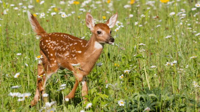 Understanding the Fight, Flight, Freeze, and Fawn Response